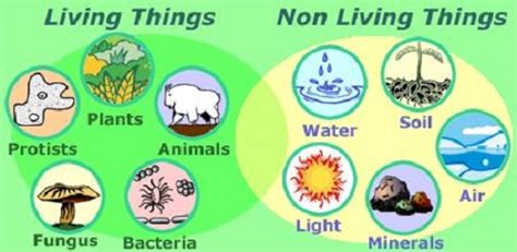 similarities between living and nonliving things|Living and Non living Things .